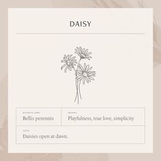 daisies are featured on the front page of daisy's website