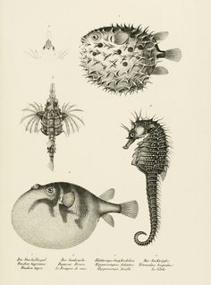 an antique print of sea animals and fish