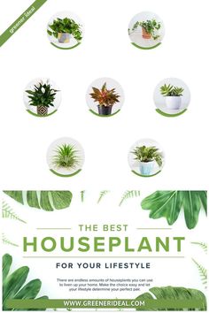 How to Choosing the Best Houseplant for Your Lifestyle Lifestyle Infographic, Spruce Up Your Home, House Plant Care, Eco Friendly House, Outdoor Plants, Air Quality, Green Living