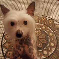 a small white dog standing on top of a tiled floor