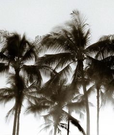 black and white photograph of palm trees in the fog