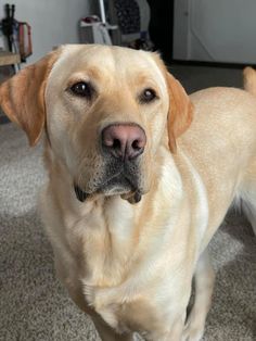 a large yellow dog standing on top of a carpeted floor