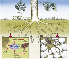 a tree with roots and other parts attached to it, labeled in the diagram below