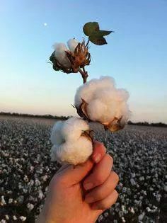 a person holding cotton in their hand with the sky and clouds in the back ground