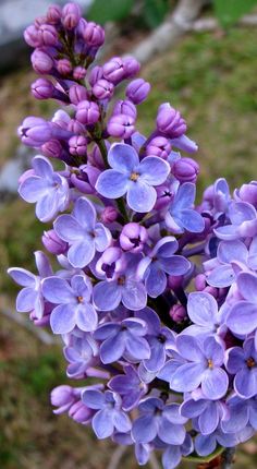 purple flowers are blooming in the garden