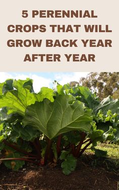 a large green plant with the words 5 perennial crops that will grow back year after year