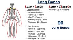 skeletal system anatomy notes, long bone types, worksheet, drawings, charts Nurse Study Notes, Nursing Student Tips