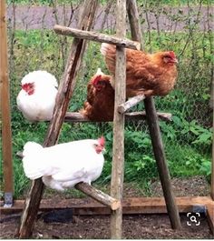 three chickens are standing on wooden ladders in the yard, one pecking at another chicken