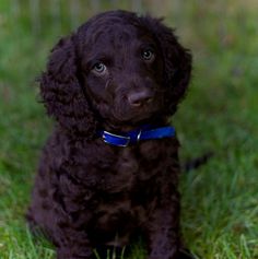 a small black dog sitting on top of a lush green field