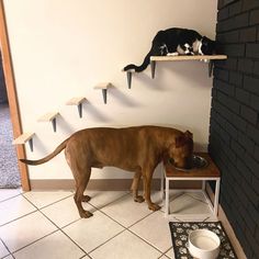 a dog eating out of a bowl on top of a shelf next to a cat