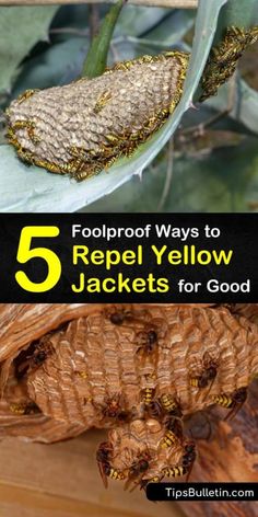 the top five ways to repel yellow jackets for good pests on plants