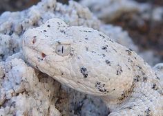 a white snake with black spots on its face and head, sitting on some rocks