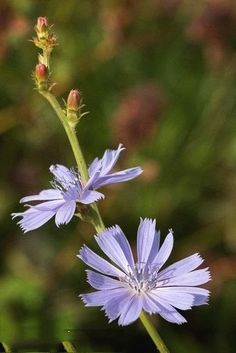 two purple flowers with green stems in the background