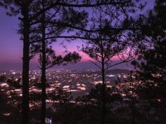 the city lights are lit up at night in the distance from behind some pine trees