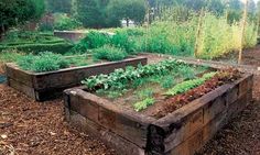 an outdoor vegetable garden with various plants growing in it