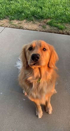 a brown dog sitting on top of a sidewalk