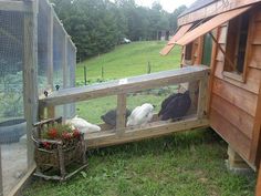 two chickens in a chicken coop on the side of a building with grass and flowers