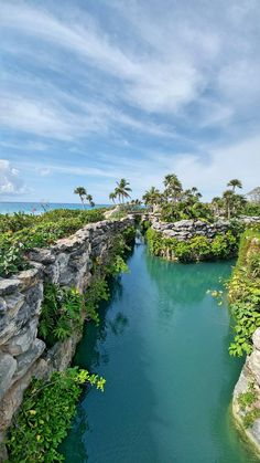 a river running through a lush green forest filled with trees and bushes next to the ocean