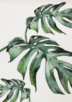 a painting of green leaves on a white background