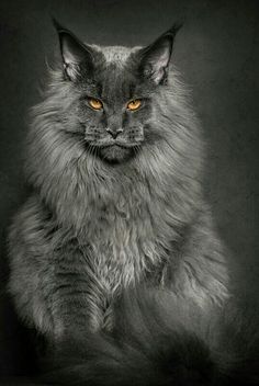 a long haired gray cat sitting on top of a black floor next to a wall