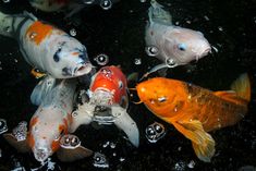 several different colored koi fish swimming in water with bubbles on the top and bottom