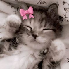 a kitten with a pink bow laying on top of it's back in a bed