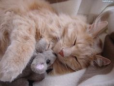 an orange cat sleeping next to a stuffed animal