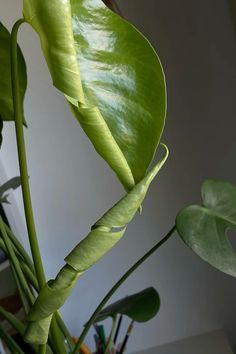 a green plant with large leaves in a room