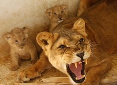 two young lions sitting next to each other with their mouths open and teeth wide open