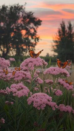 some pink flowers and two butterflies flying over them in the evening sky with trees in the background