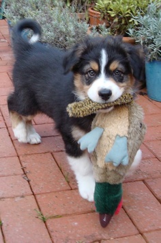 a small black and white dog holding a stuffed animal in its mouth on a brick walkway