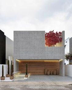 a concrete building with a red tree in the window and some cactuses on the ground