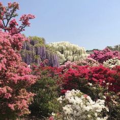 the trees are blooming very nicely in the garden area, and it is hard to tell what color they are