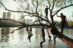 some people are standing on a tree branch in the water and one person is hanging from it