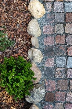 a small green plant sitting in the middle of a cobblestone walkway next to some rocks