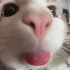 a white cat sticking its tongue out