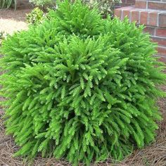 a small green bush in front of a brick wall and some grass on the ground