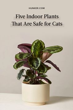 a potted plant with the words five indoor plants that are safe for cats on it