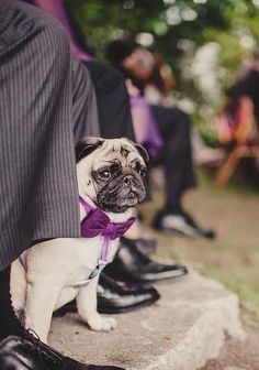 a small pug dog wearing a purple bow tie sitting on the side of a man's legs