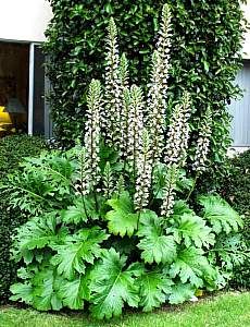 some very pretty plants in the grass near a building and bushes with white flowers on them