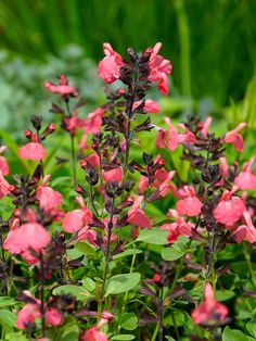 some pink flowers are blooming in the green grass and plants with purple leaves on them