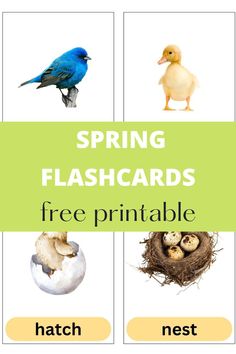 spring flashcards Spring Flashcards, Flashcards Free Printable