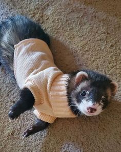 a ferret wearing a sweater on the floor