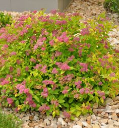 pink and green flowers in the middle of graveled garden area with rocks on both sides