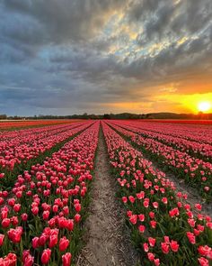 the sun is setting over a field of tulips in holland, with dark clouds overhead