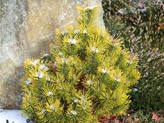 a small pine tree sitting next to a large rock