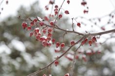 red berries are hanging from the branches of a tree with snow on it and trees in the background