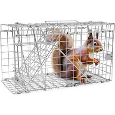 a squirrel in a cage with the door open and it's tail hanging out