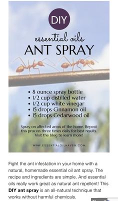 Essential Oils To Get Rid Of Ants, Essential Oils For Ants How To Get Rid, Ant Spray Essential Oils, Ant Repellent Diy Indoor Essential Oil, Essential Oils For Ants, Essential Oils Ants, Ant Spray, Ant Repellent, Bug Spray Recipe