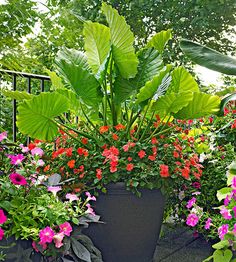 large potted plants with red and pink flowers